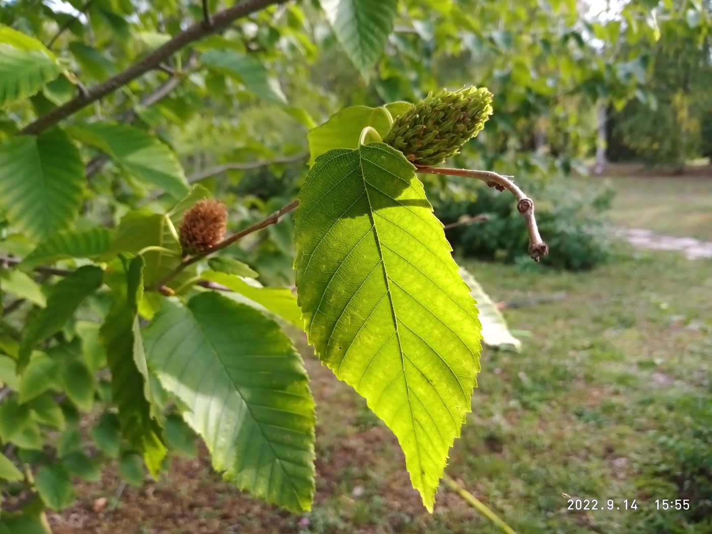 Изображение особи Betula lenta.