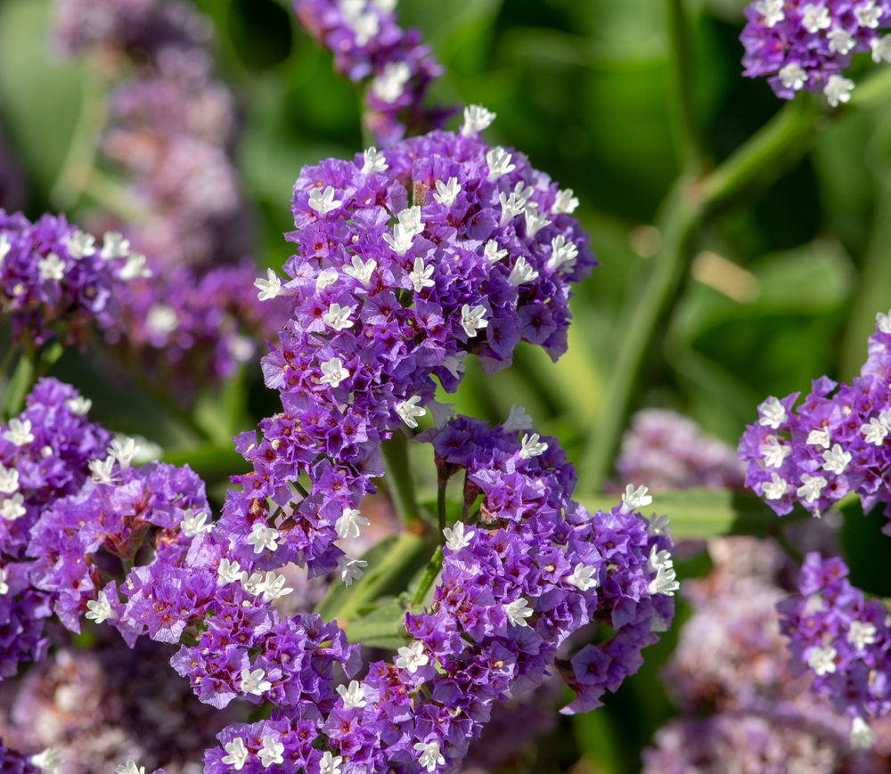 Изображение особи Limonium bourgeaui.