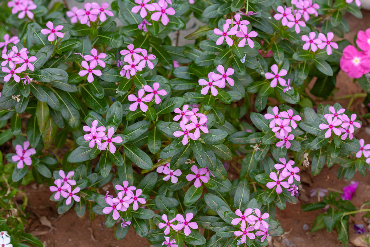 Изображение особи Catharanthus roseus.