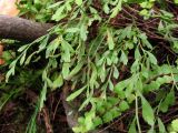 Asplenium × alternifolium. Вайи. Крым, Ю. берег, г. Ай-Йори. 29 ноября 2010 г.