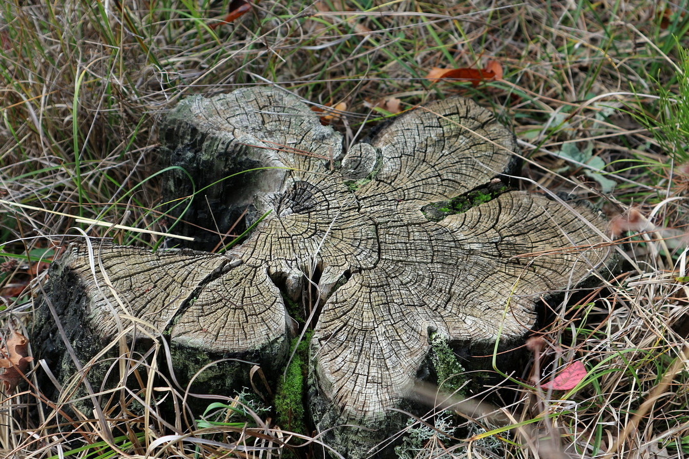 Image of Pinus pityusa specimen.