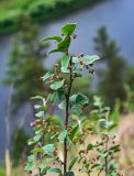 Cotoneaster melanocarpus. Верхушка ветви с соцветиями. Красноярский край, Берёзовский р-н, долина р. Мана, луговой склон. 06.06.2022.