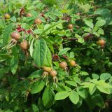 genus Rosa