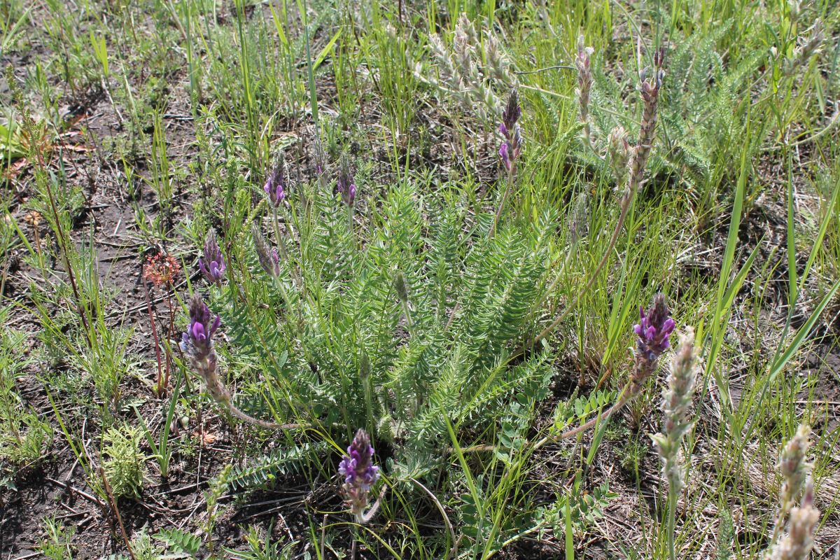 Image of Oxytropis × bardonovae specimen.