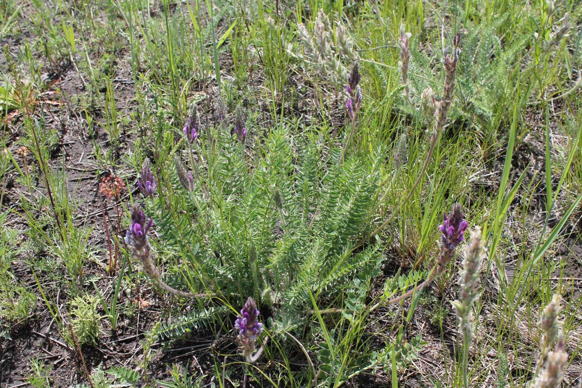 Image of Oxytropis &times; bardonovae specimen.