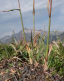 Phleum montanum