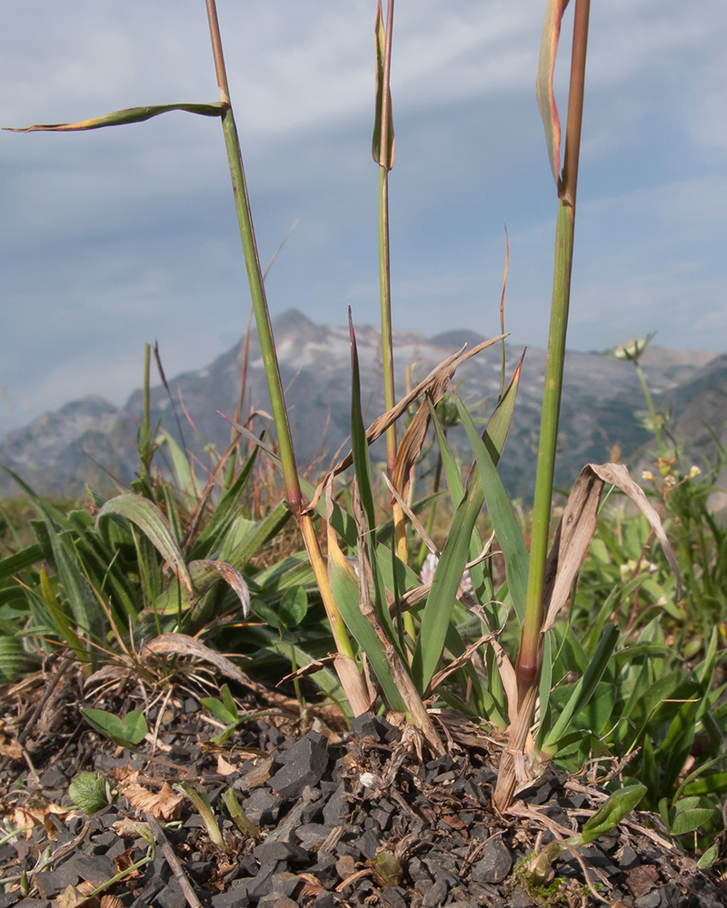 Image of Phleum montanum specimen.