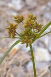 Cyperus eragrostis. Соплодие. Краснодарский край, Сочи, окр. мкр-на Мацеста, ж.-д. насыпь. 25.01.2015.