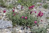 Hedysarum ferganense. Цветущее растение. Южный Казахстан, Таласский Алатау, ущелье Коксай, высота 2600 м н.у.м. 20.07.2010.