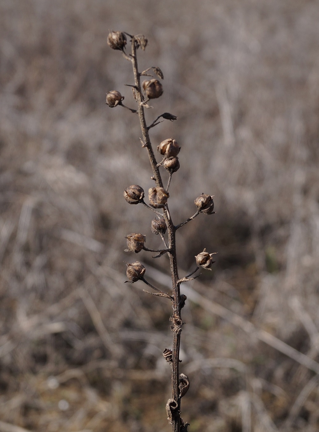 Image of Verbascum phoeniceum specimen.