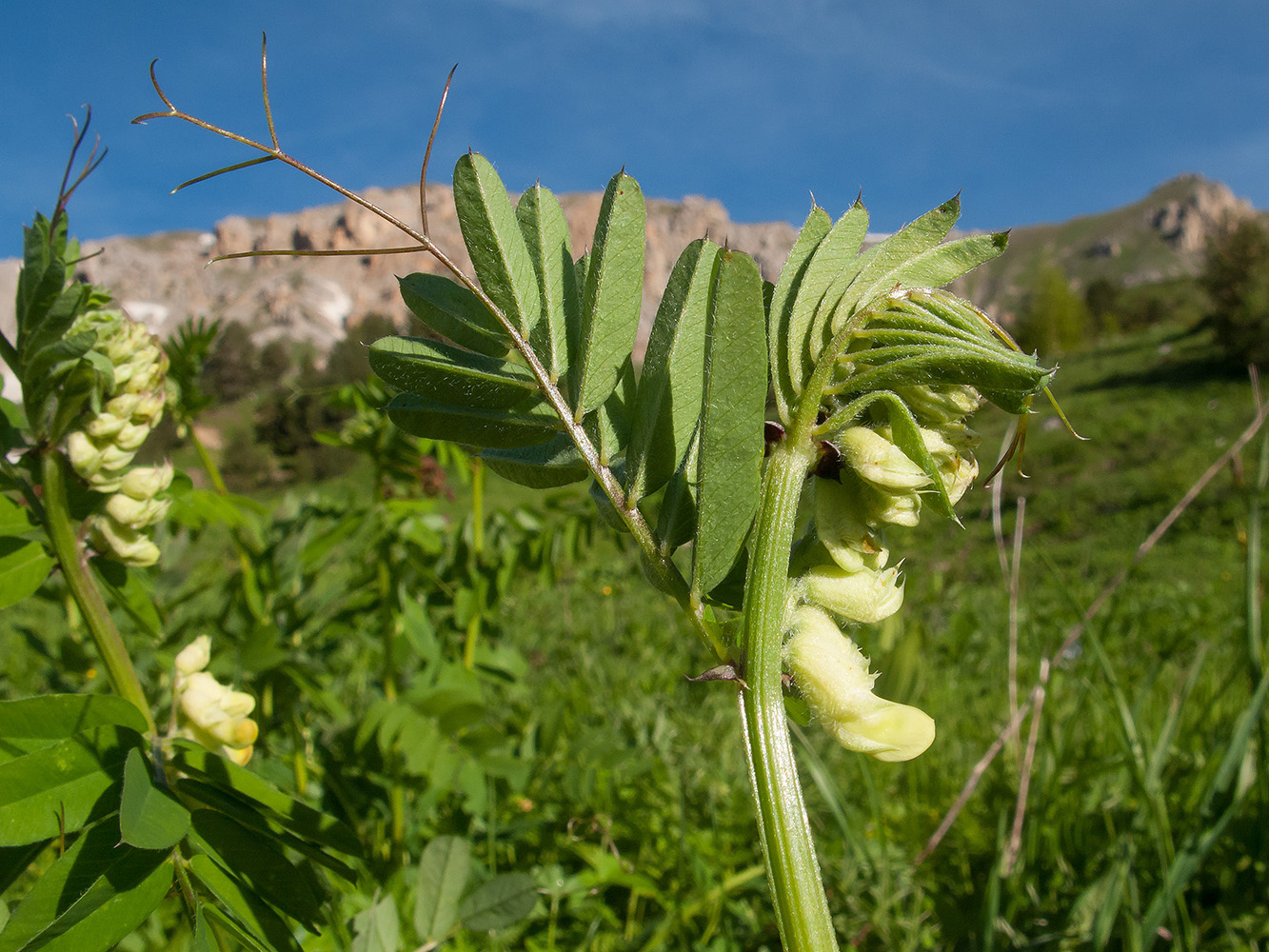 Image of Vicia balansae specimen.