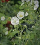 Geranium phaeum. Цветки, бутоны, завязи (белоцветковая форма). Пермский край, г. Пермь, Кировский р-н, клумба у жилого дома. 02.07.2022.