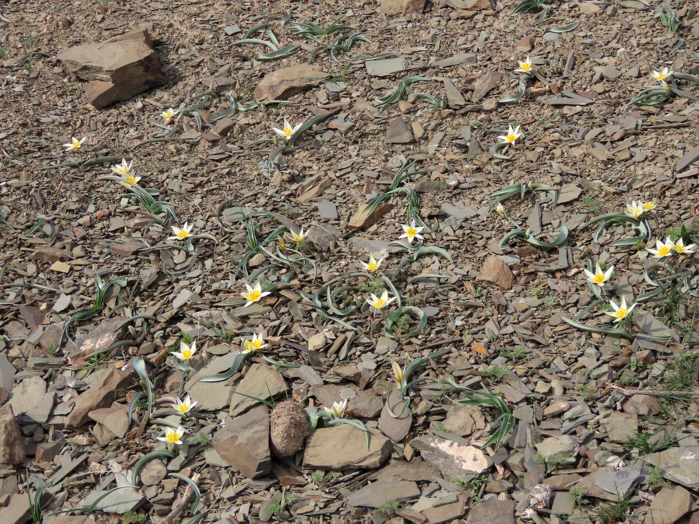 Image of Tulipa orthopoda specimen.