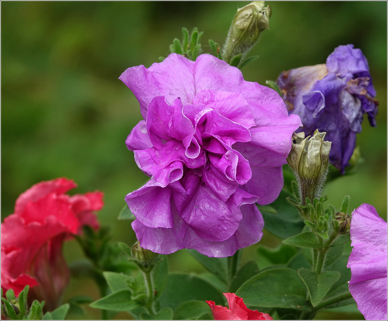 Изображение особи Petunia &times; atkinsiana.