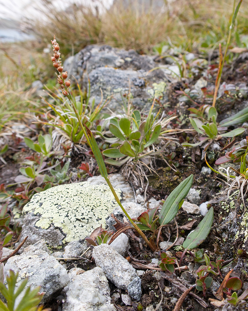 Image of Bistorta vivipara specimen.