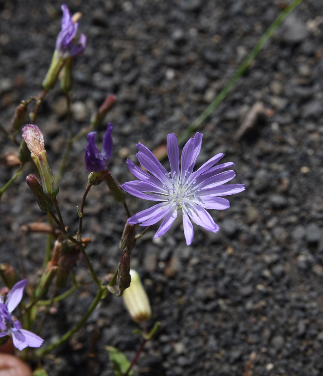 Image of Cicerbita racemosa specimen.