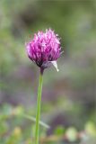 Allium schoenoprasum. Верхушка побега с соцветием. Мурманская обл., окр. пос. Дальние Зеленцы, олуговелая вороничная тундра. 03.08.2022.