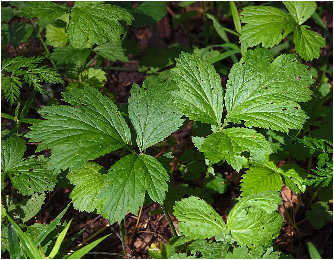 Image of Geum rivale specimen.