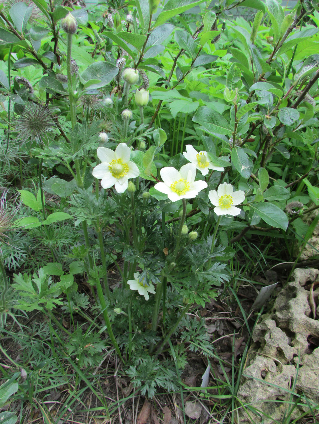 Image of Anemone multifida specimen.