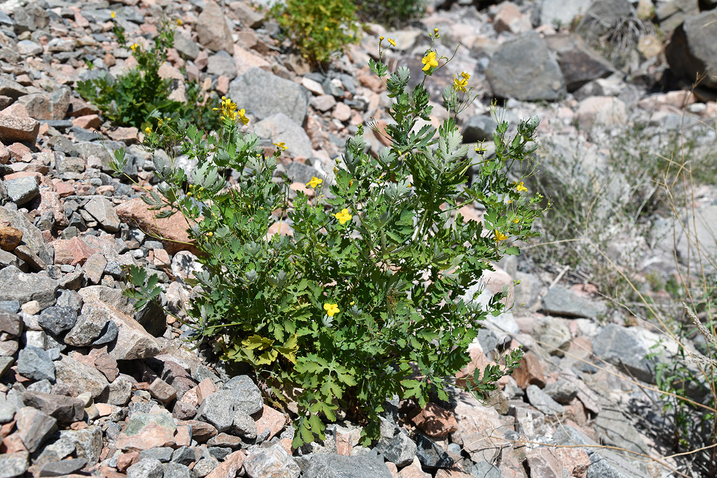 Image of Chelidonium majus specimen.