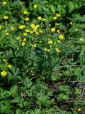 Ranunculus repens