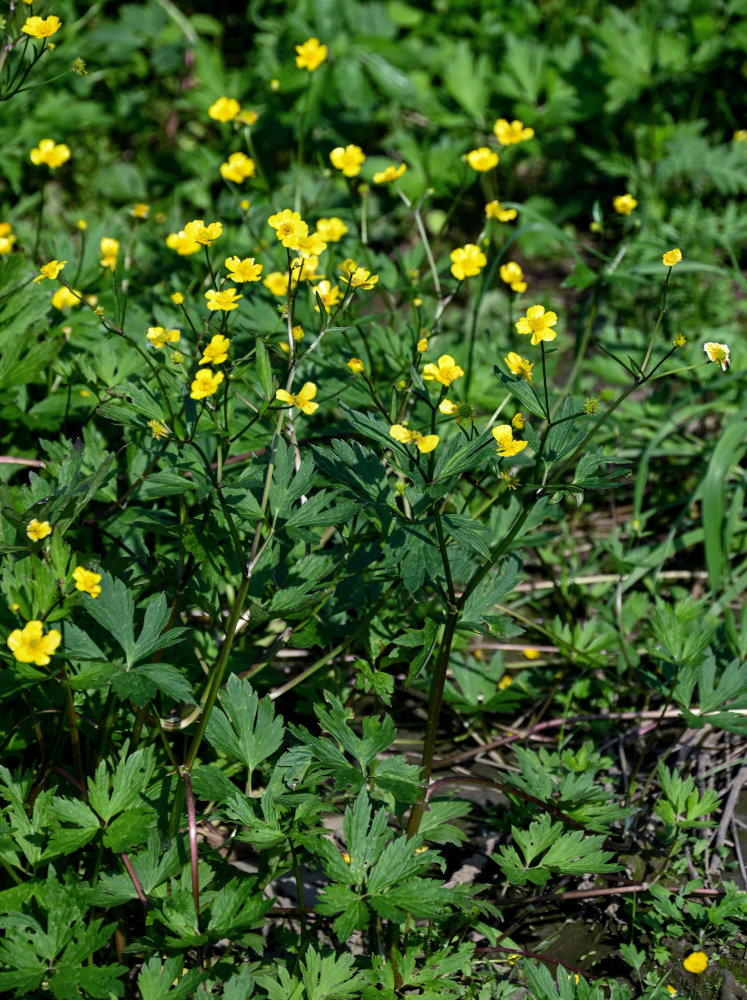 Изображение особи Ranunculus repens.