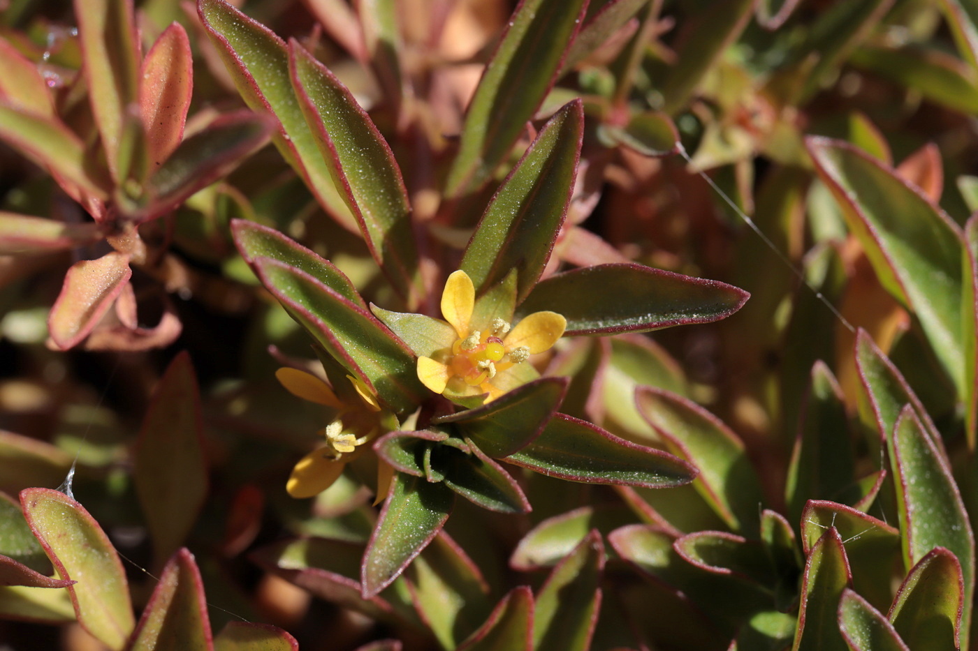 Изображение особи Ludwigia brevipes.