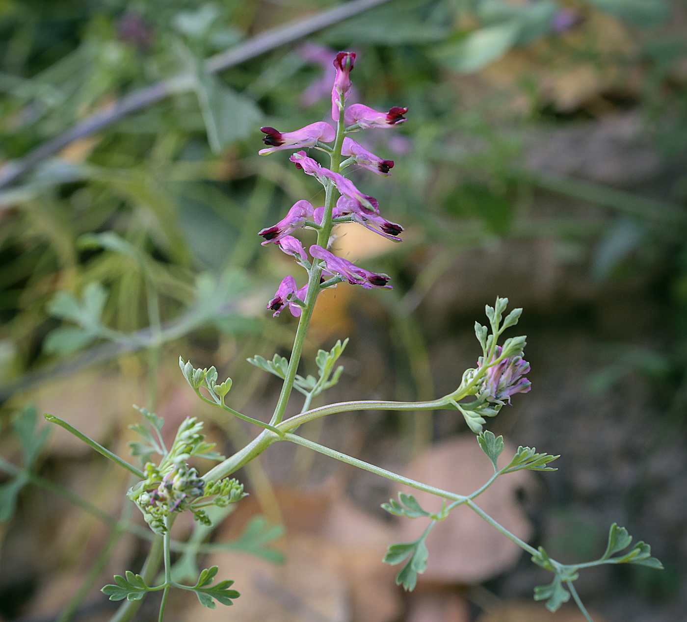 Изображение особи Fumaria officinalis.