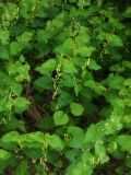 Aristolochia clematitis