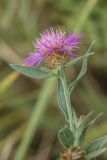 Centaurea jacea. Верхушка побега с соцветием. Ростовская обл., Красносулинский р-н, балка Ясеновская, степной склон. 29.07.2023.