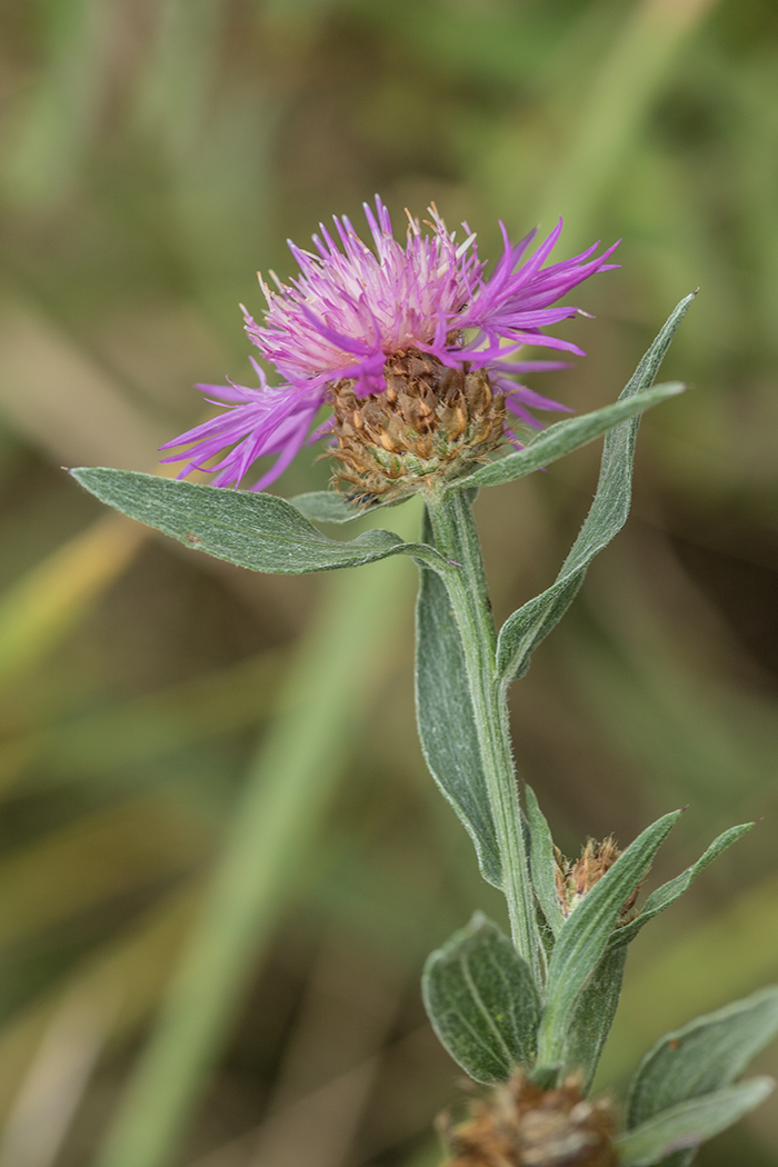Image of Centaurea jacea specimen.