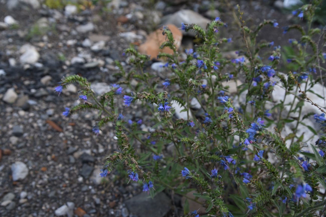 Изображение особи Echium vulgare.