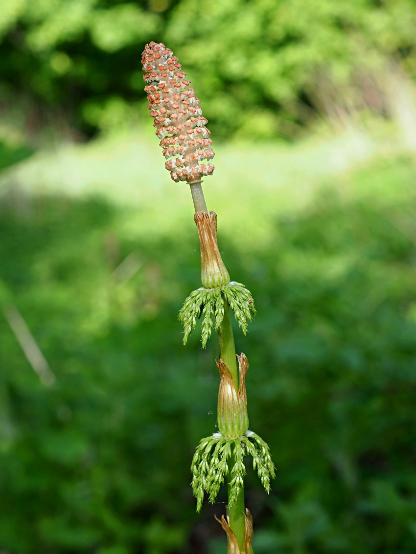 Изображение особи Equisetum sylvaticum.