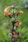 Pedicularis sceptrum-carolinum. Верхушка отцветшего соцветия с завязавшимися плодами. Мурманская обл., окр. пос. Дальние Зеленцы. 03.08.2010.