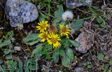 Inula rhizocephala