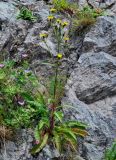 Picris japonica. Цветущее растение в сообществе с Geranium. Курильские о-ва, о-в Кунашир, мыс Сукачёва, каменистый склон. 22.08.2022.