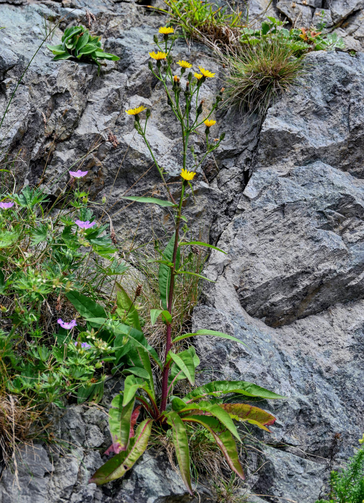 Image of Picris japonica specimen.