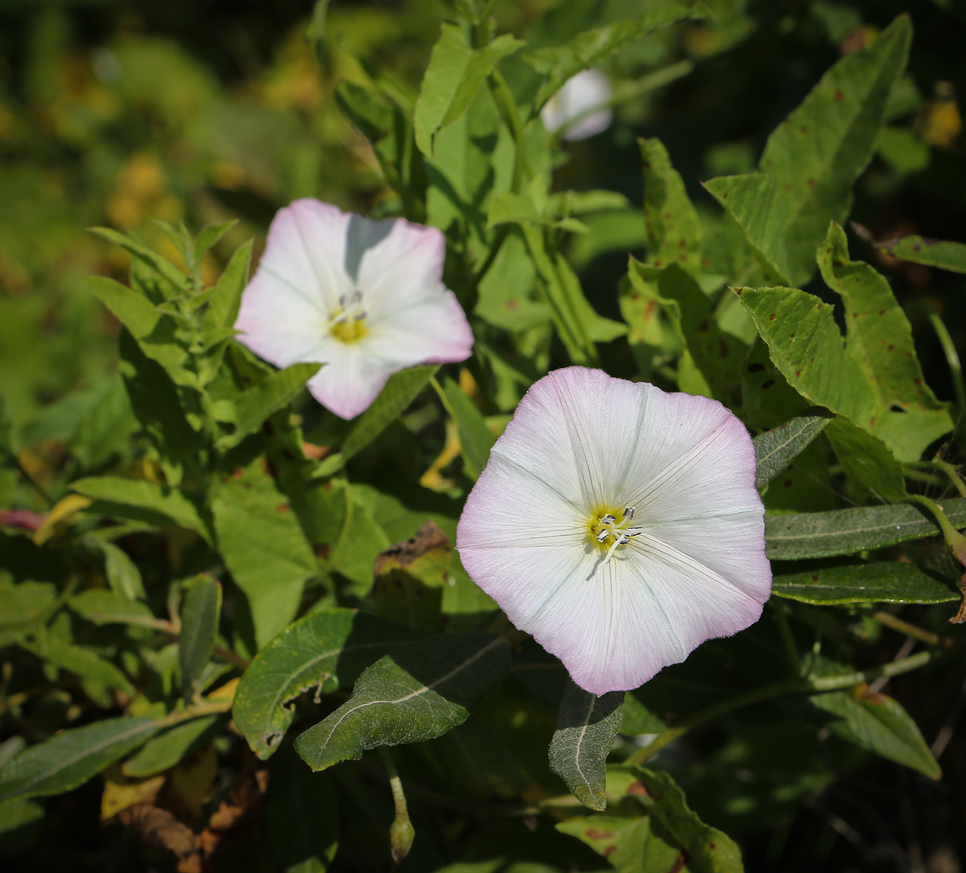 Image of Convolvulus arvensis specimen.