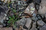 Silene paucifolia. Цветущее растение. Красноярский край, Таймырский Долгано-Ненецкий р-н, плато Путорана, водопад Брат, каменистый берег реки. 24.07.2023.