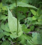 Crepis paludosa. Лист в средней части побега. Пермский край, Кунгурский р-н, правый берег р. Сылва, ур. Камень Ермак, берёзово-сосновый лес, опушка. 11.06.2023.