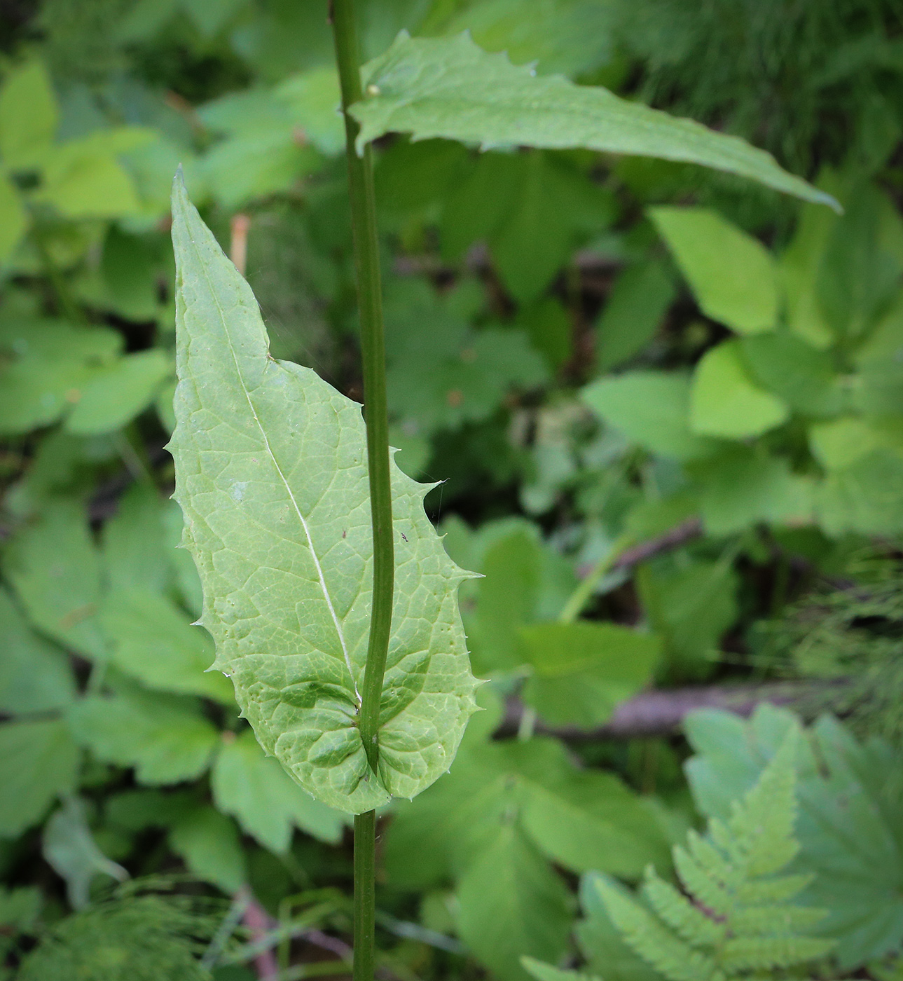 Image of Crepis paludosa specimen.