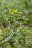 Senecio vulgaris