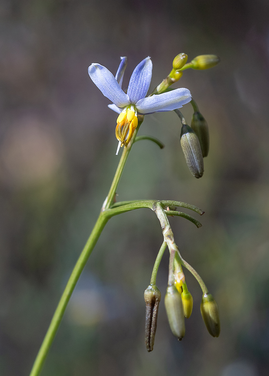 Image of Dianella tasmanica specimen.