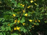 Caragana arborescens