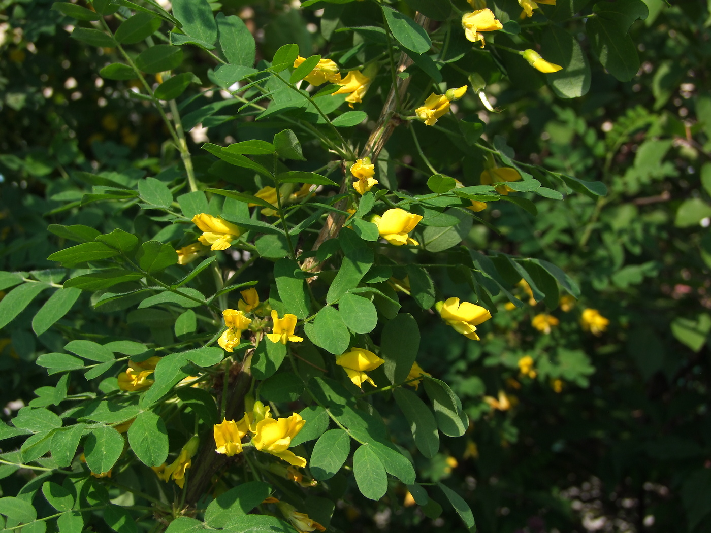 Image of Caragana arborescens specimen.