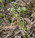 Valerianella locusta