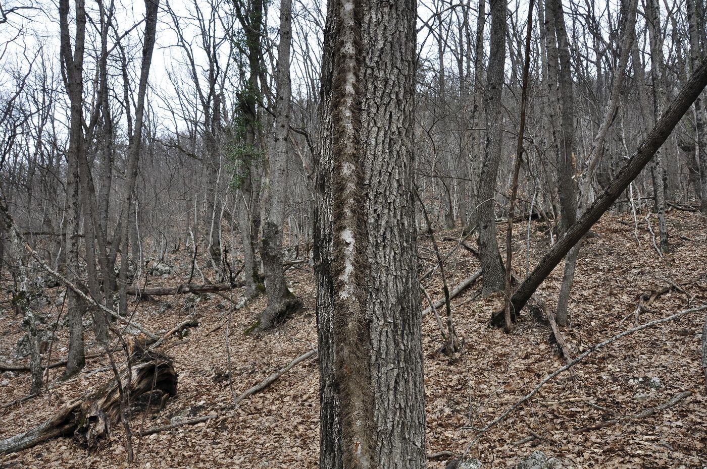 Image of Hedera helix specimen.