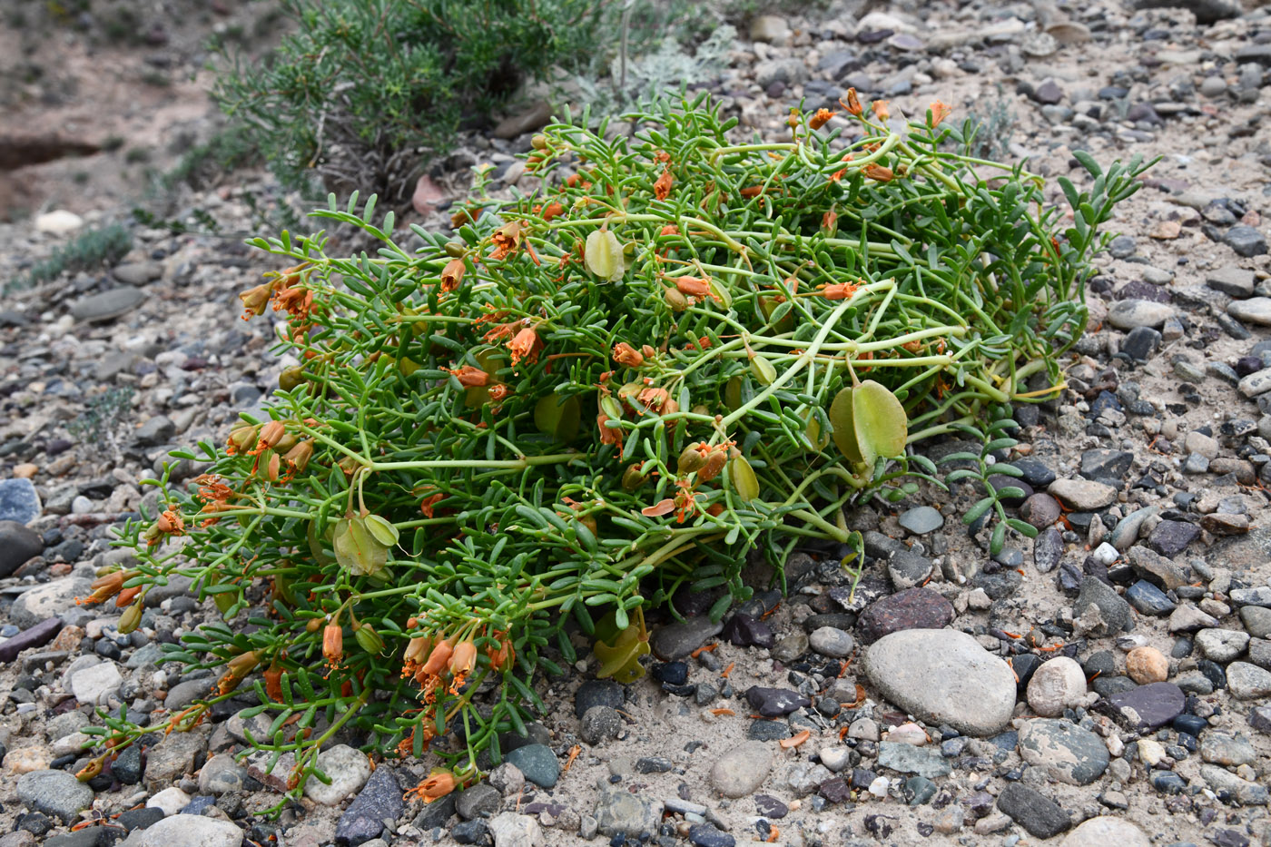 Image of Zygophyllum kegense specimen.