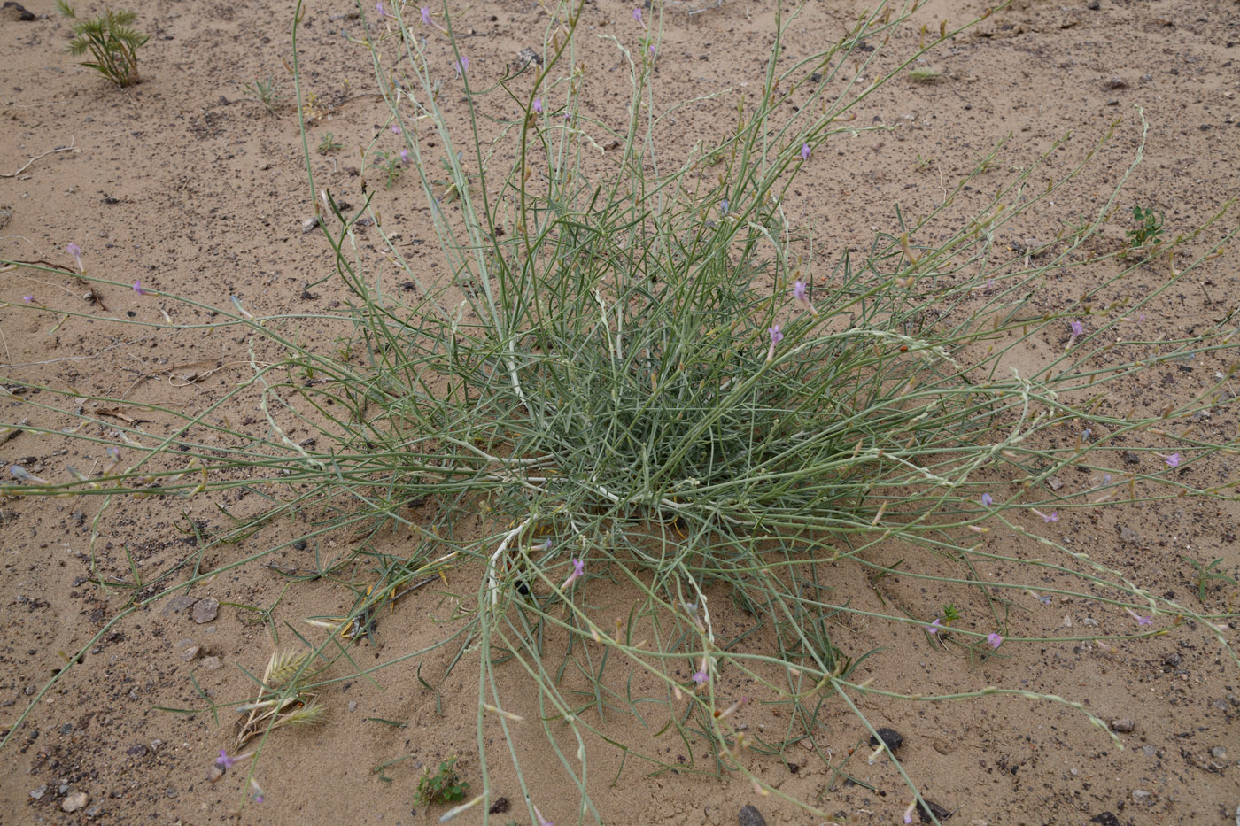 Image of Astragalus sogotensis specimen.