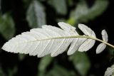 Sorbus &times; thuringiaca